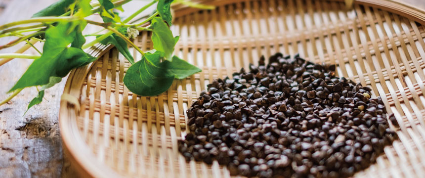 本田屋のそばづくり ─ 自家製粉・当日製麺・無添加