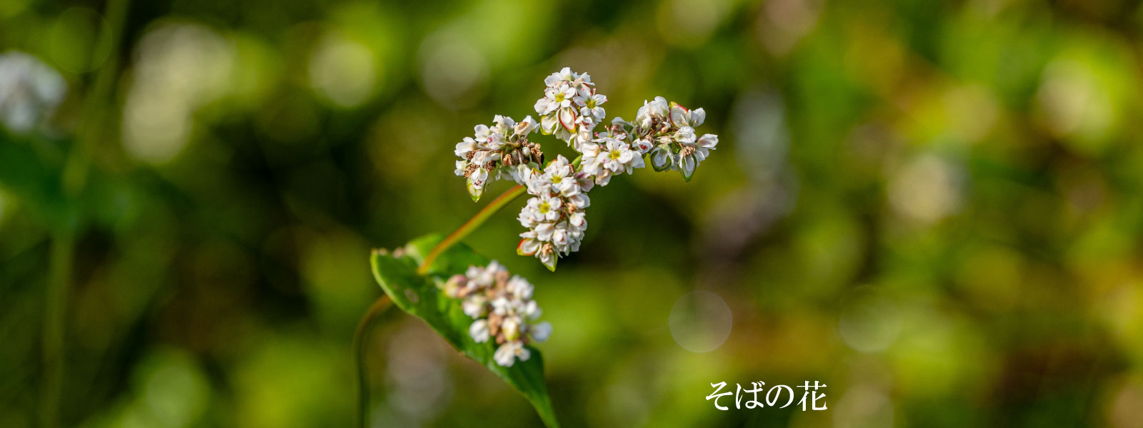 奥出雲 本田屋 ─ そばの花が咲く大正二年から続くそばづくりの地